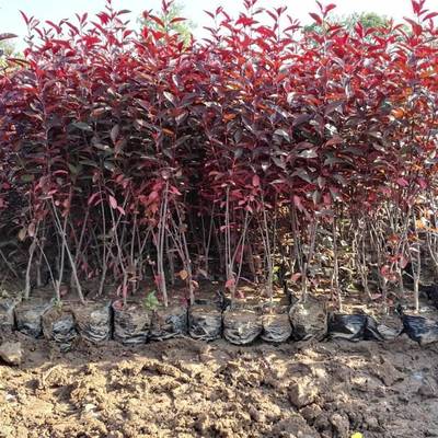 紫葉矮櫻種植戶在哪 大學生創業基地 紫葉矮櫻苗