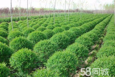 小葉女貞造型盆景樹樁灌木球小區學校廠區別墅酒店工程園林景觀綠化設計施工