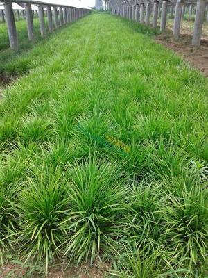 山東麥冬草供應與體育場地設施工程施工一體化服務